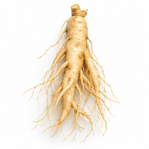 Panax Ginseng
